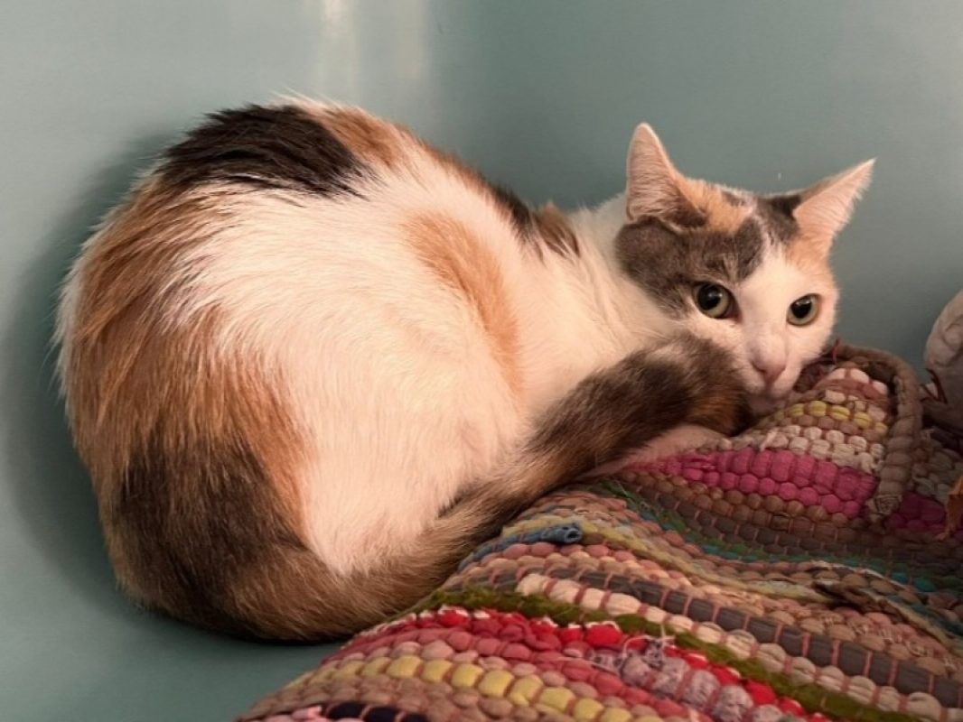 Kara - Chat Européen à adopter