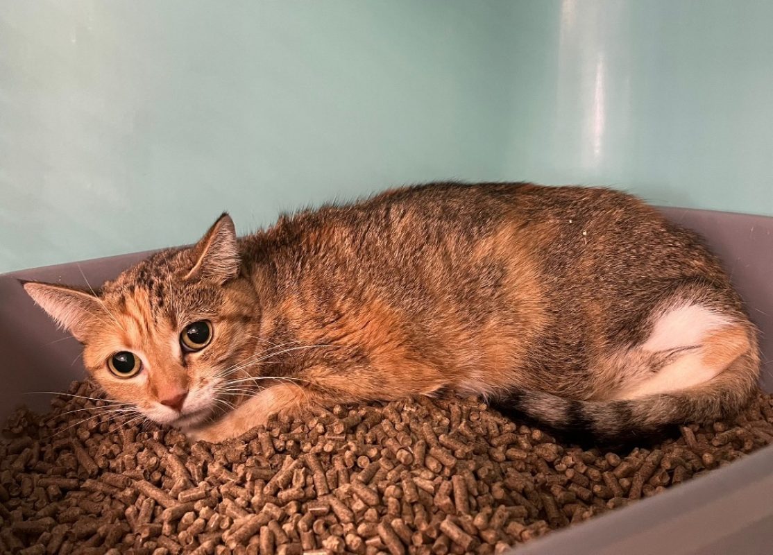 Deluxe - Chat Européen à adopter