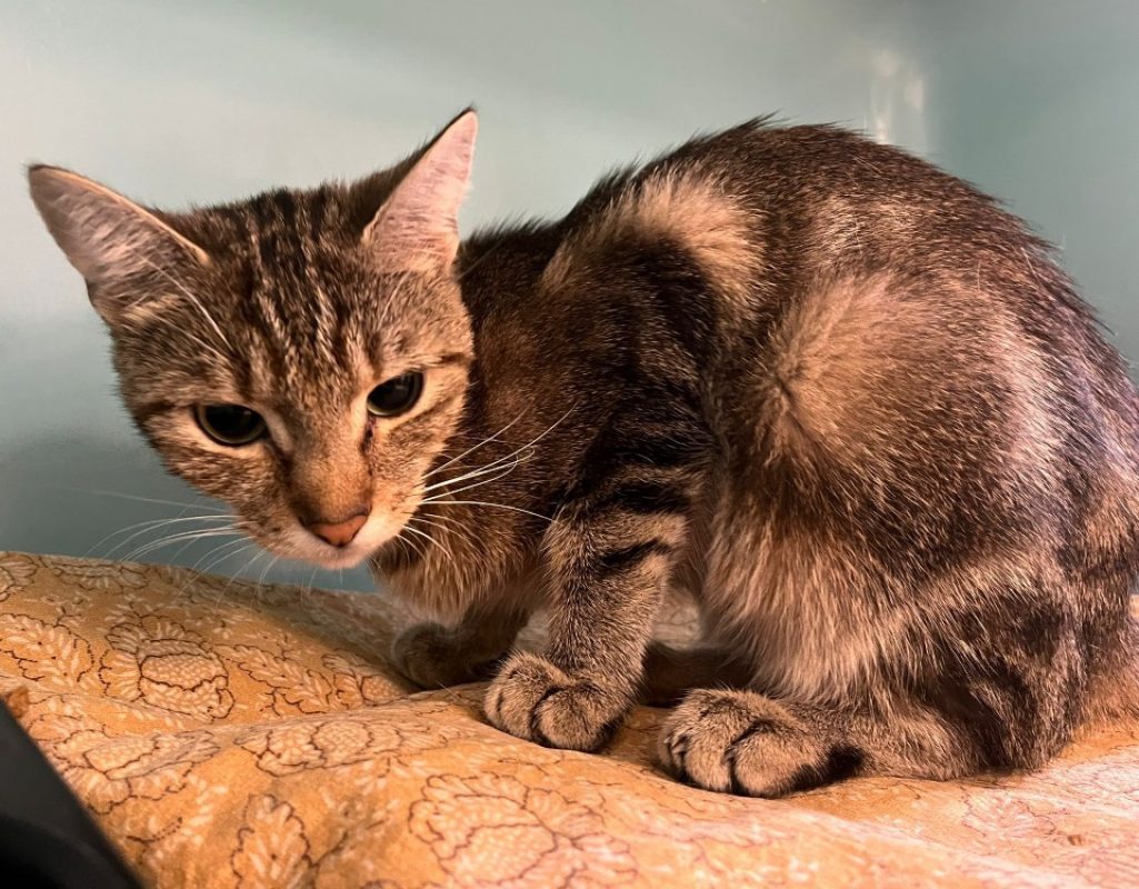 Brume - Chat Européen à adopter