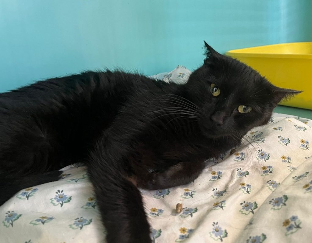 Opale - Chat Européen à adopter