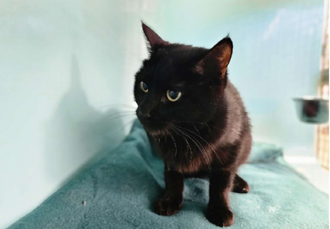 Opale - Chat Européen à adopter