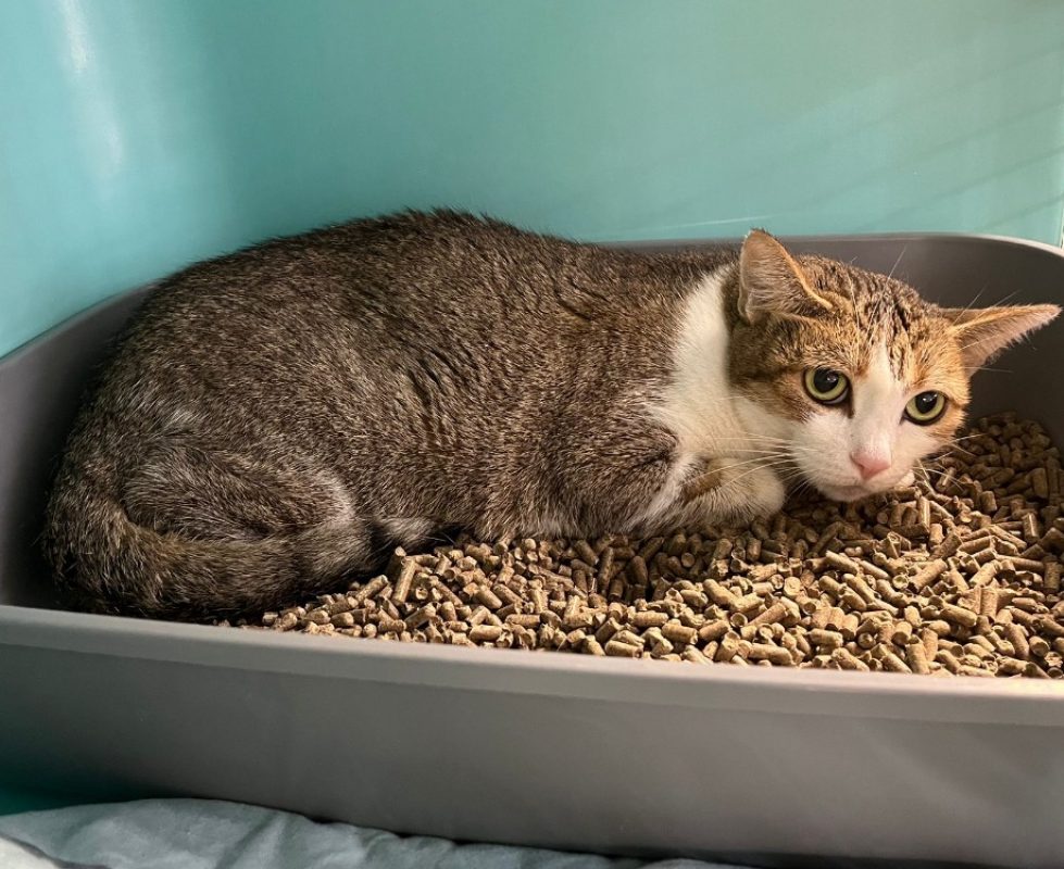 Tasty - Chat Européen à adopter