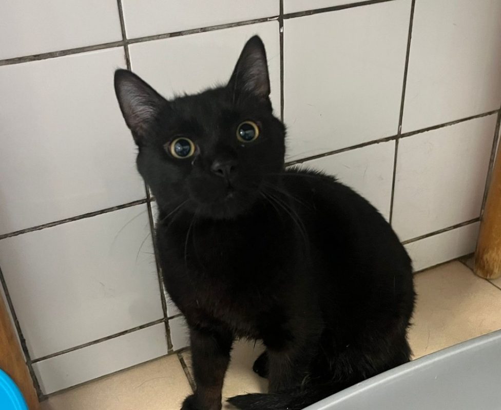 Romeo - Chat Européen à adopter