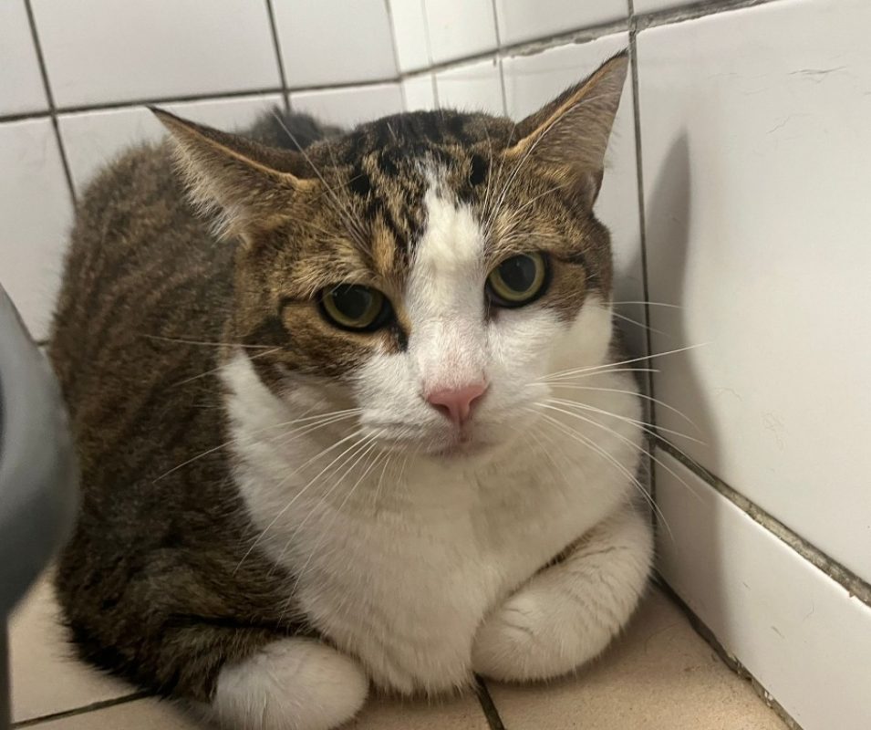 Bigmac - Chat Européen à adopter