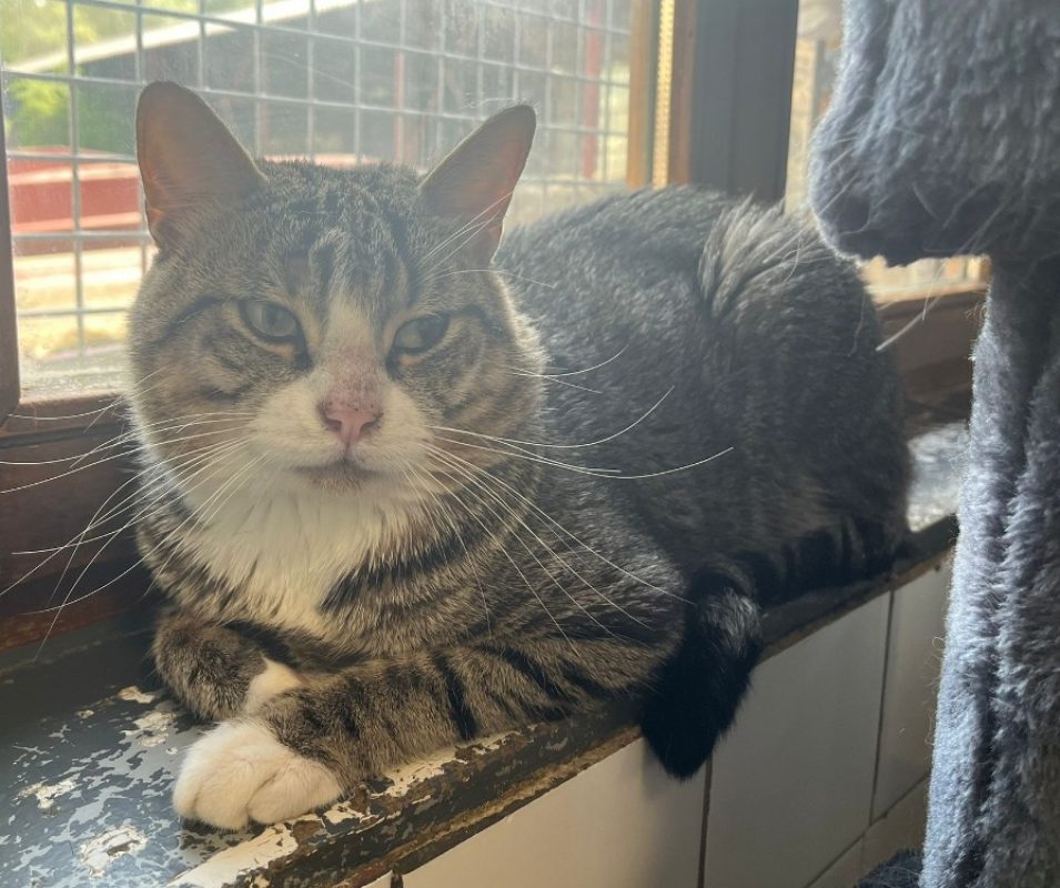 Danny - Chat Européen à adopter