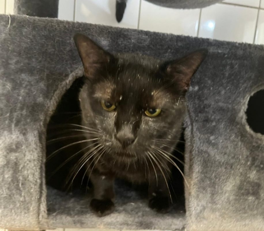 Blacky - Chat Européen à adopter