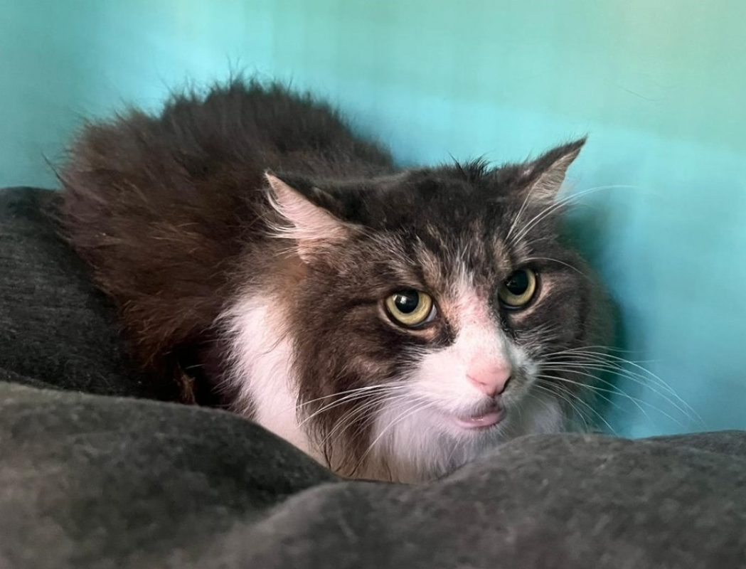 Velours - Chat Européen à adopter