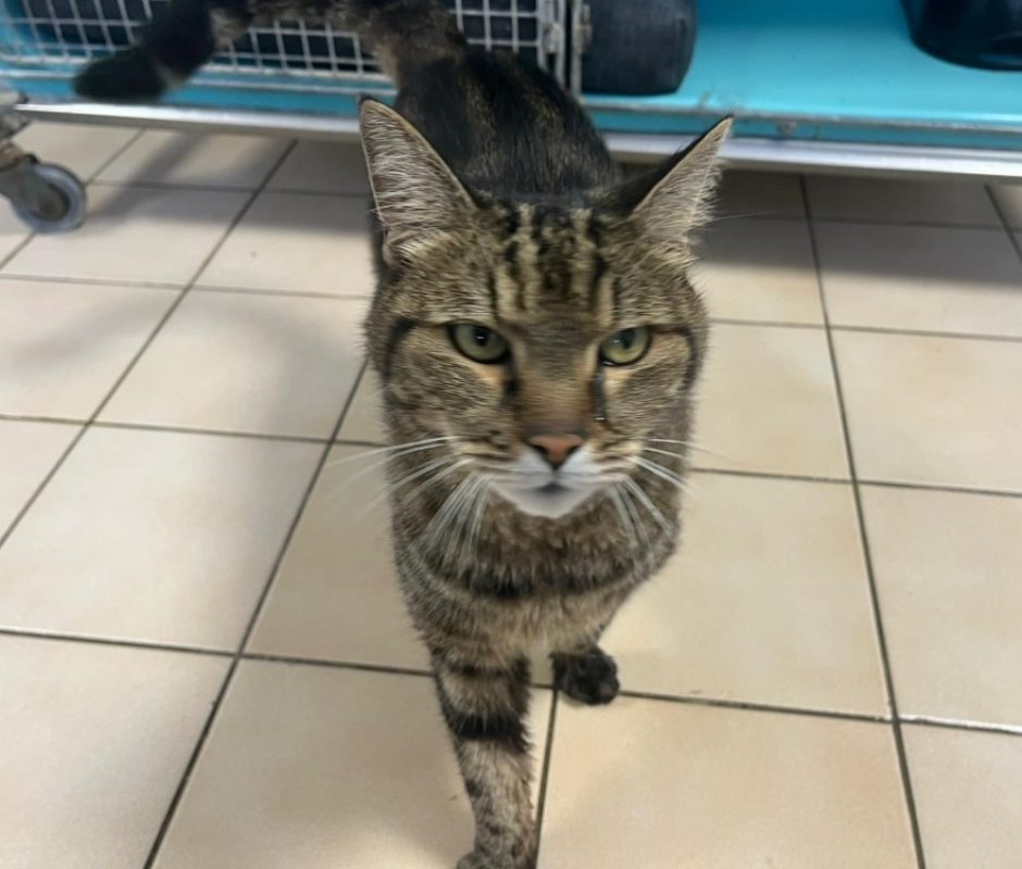Lerega - Chat Européen à adopter