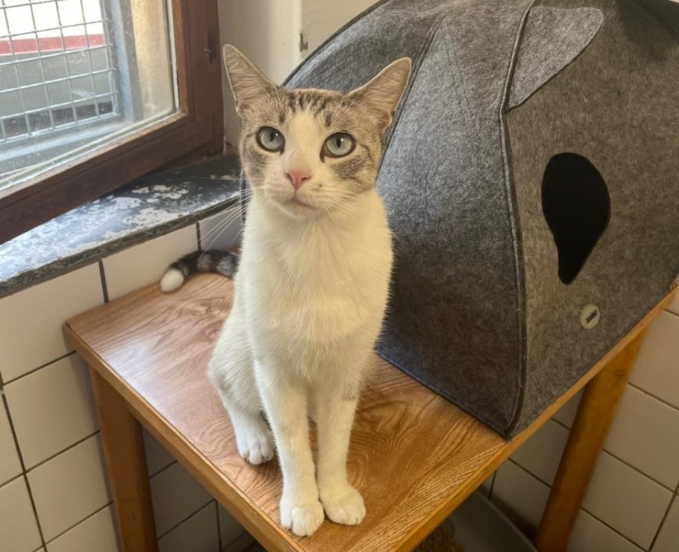 Milous - Chat Européen à adopter
