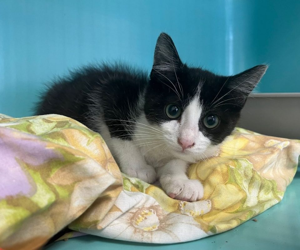 Tony - Chat Européen à adopter