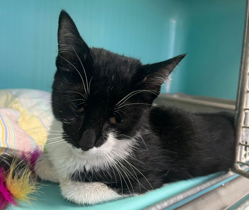 Azrael - Chat Européen à adopter