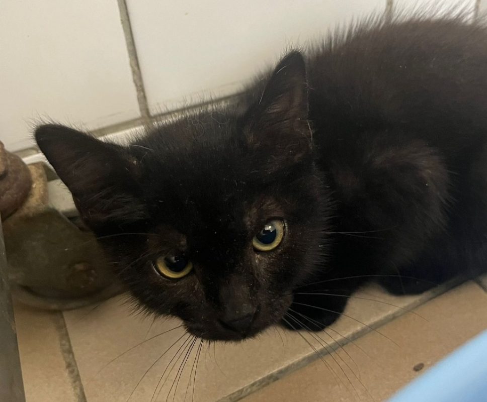 Gary - Chat Européen à adopter