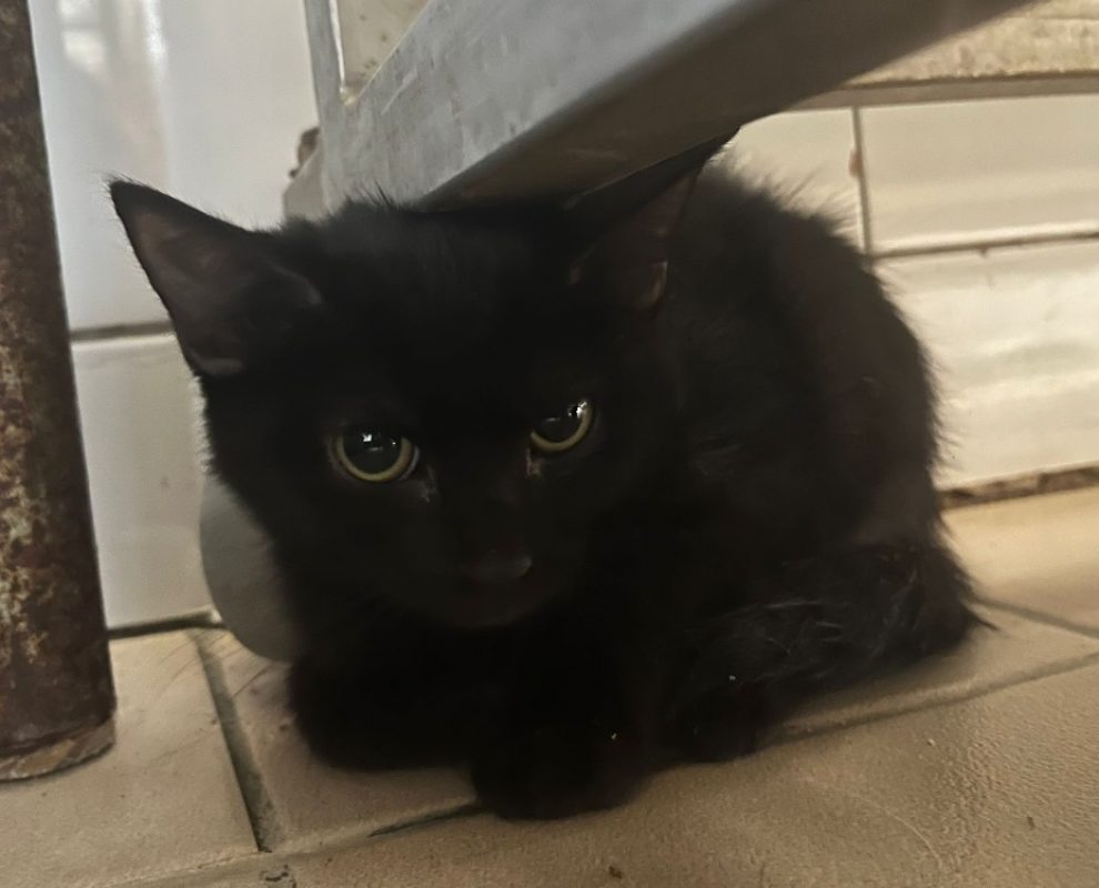 Nyx - Chat Européen à adopter