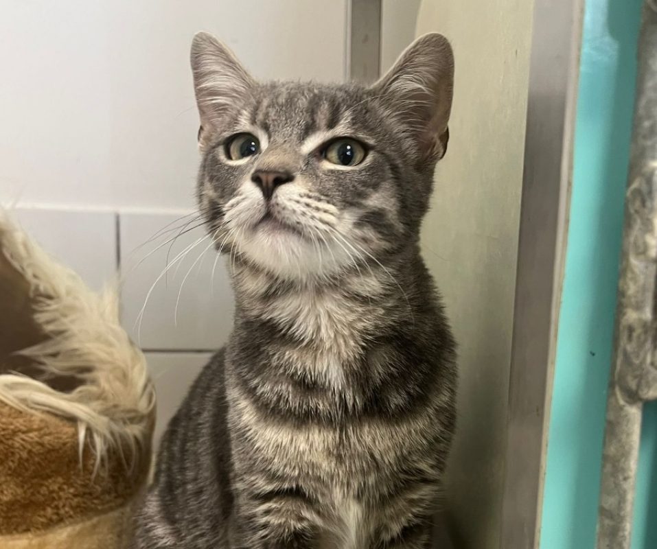 Marley - Chat Européen à adopter