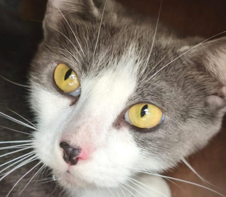 Etoile - Chat à adopter