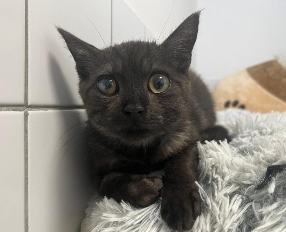 Midnight - Chat Européen à adopter