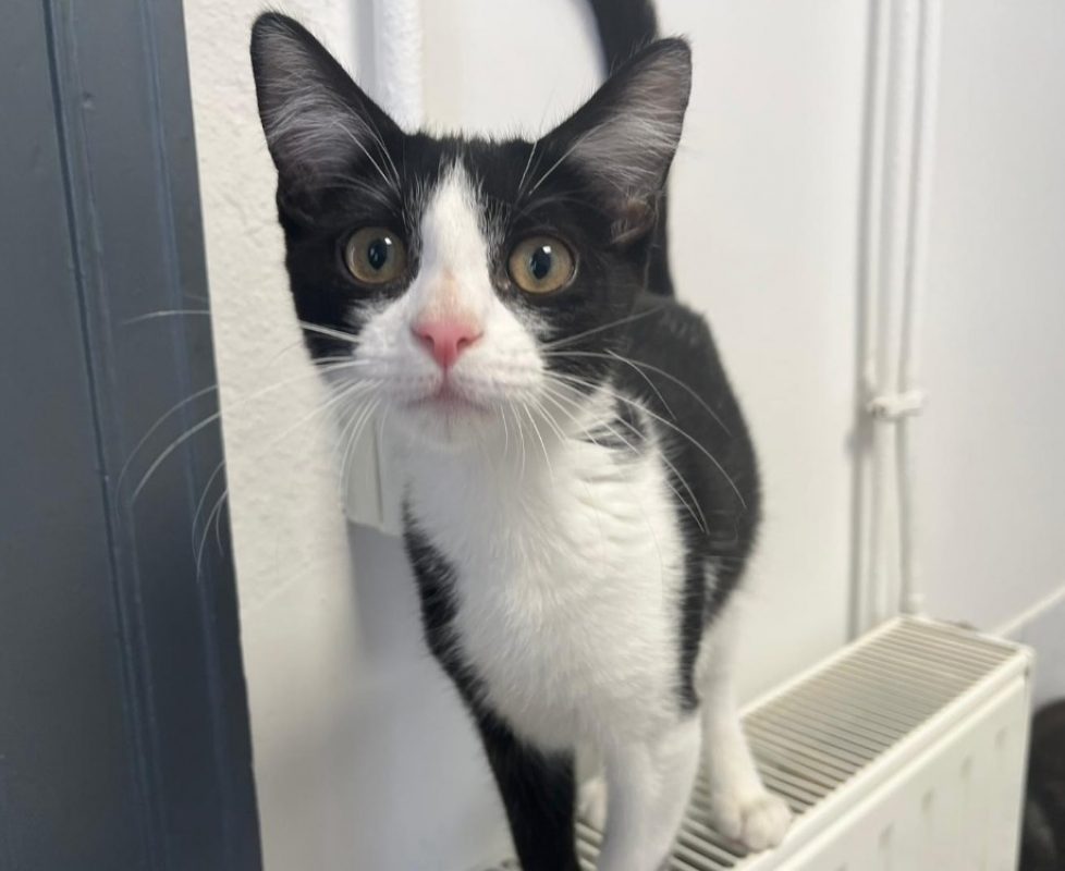 Fiston - Chat Européen à adopter