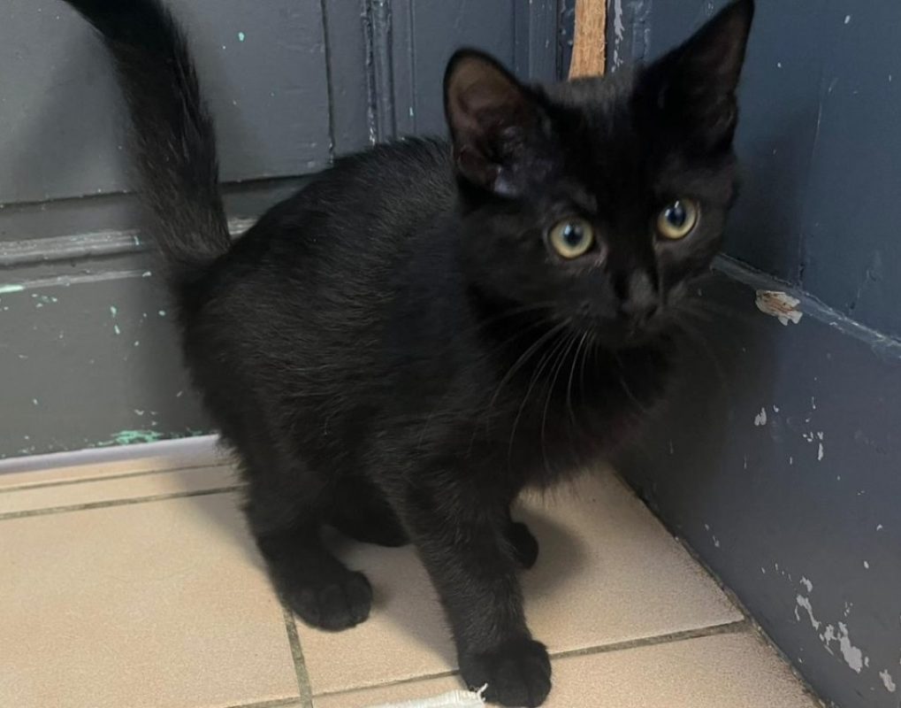 Ombra - Chat Européen à adopter