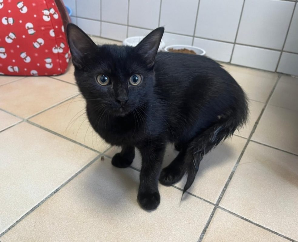Nocta - Chat Européen à adopter