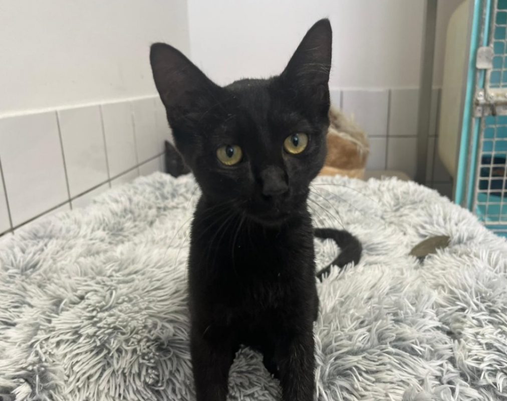 Viktor - Chat Européen à adopter