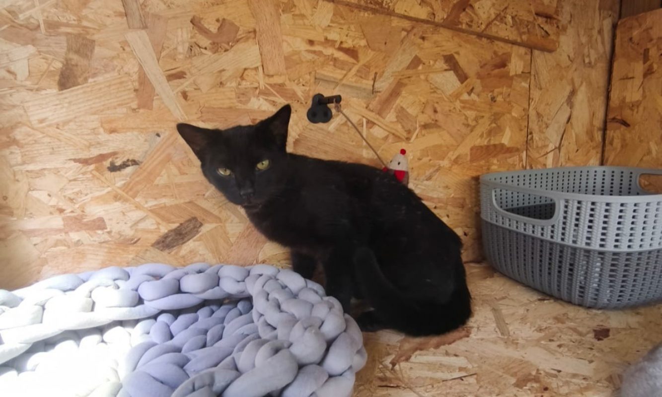 Blacky - Chat à adopter