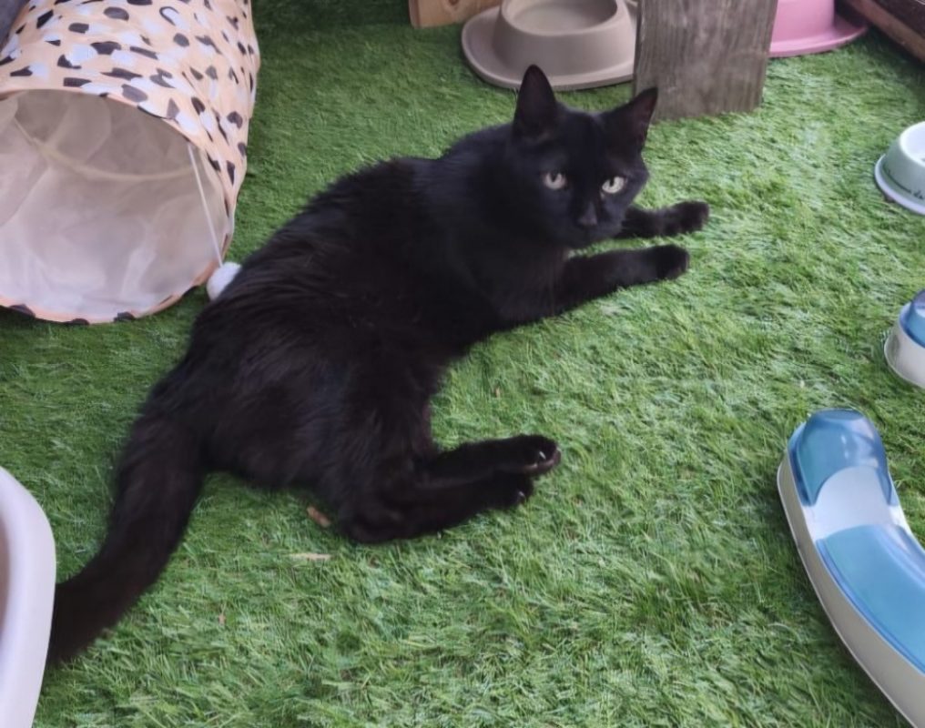Blackynou - Chat à adopter