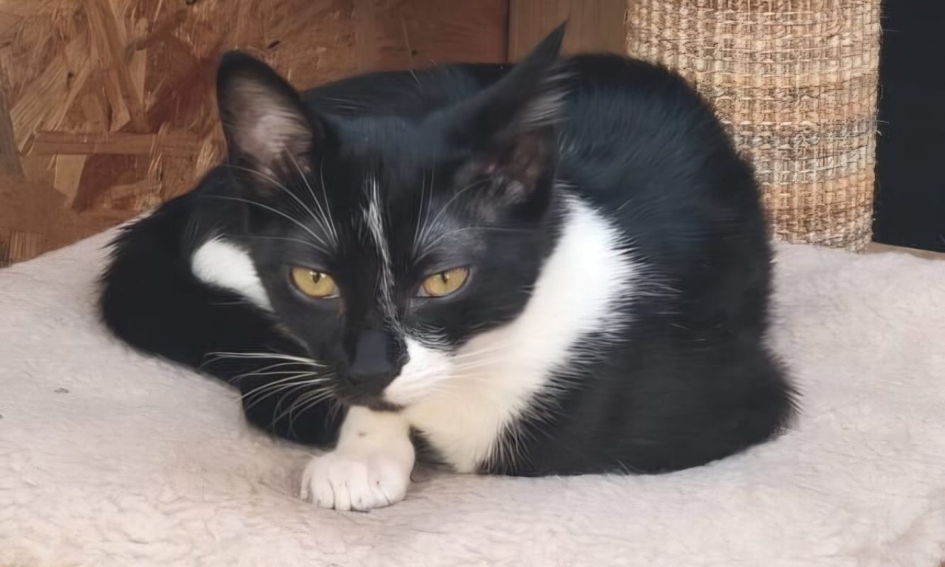 Jasmine - Chat à adopter