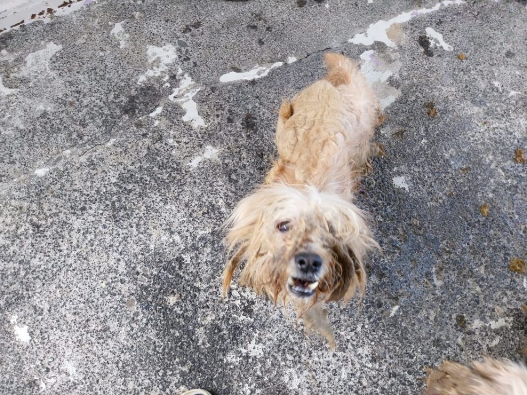 Fergus - Chien à adopter