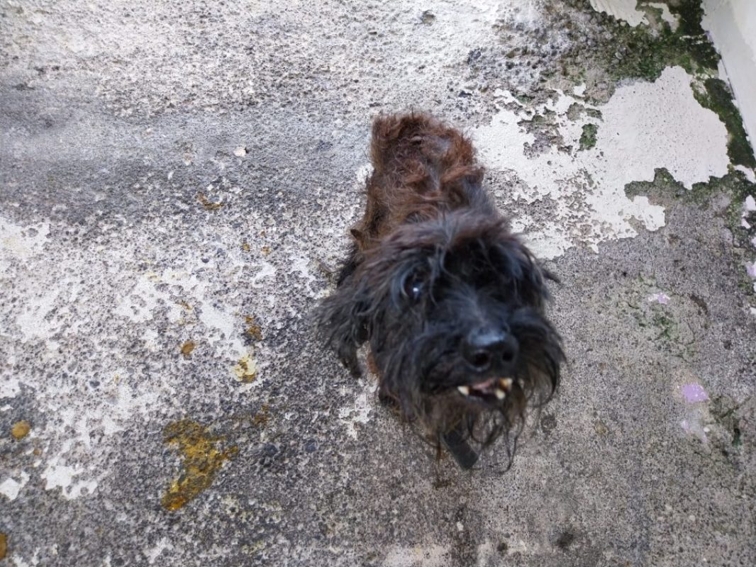 Farkle - Chien à adopter