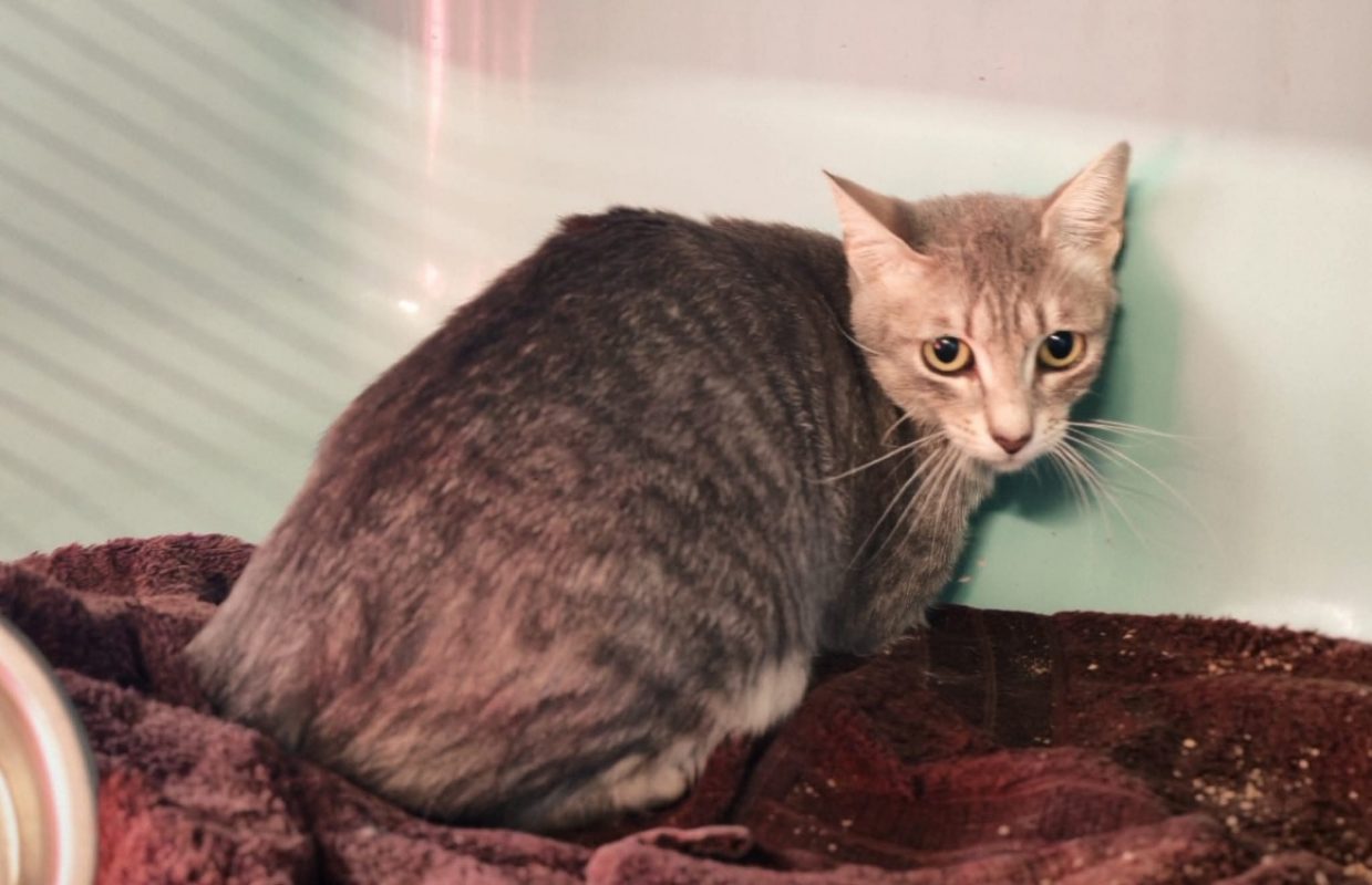 Lizzie - Chat Européen à adopter
