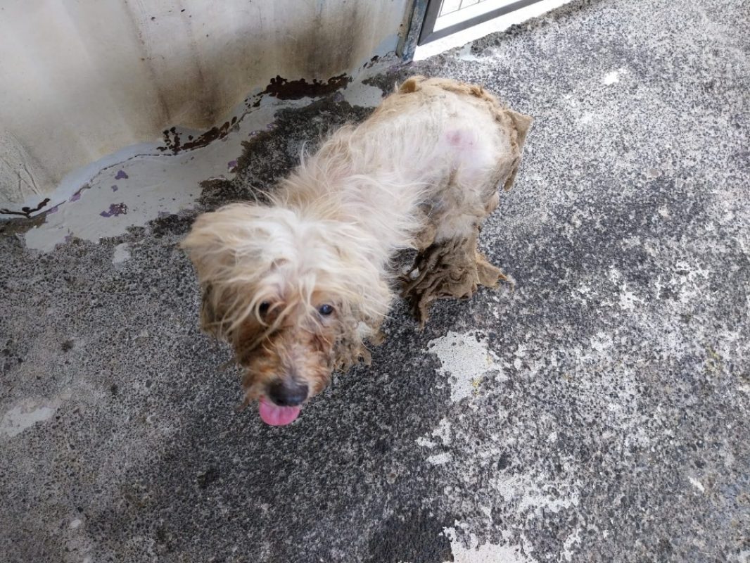 Felicia - Chien à adopter