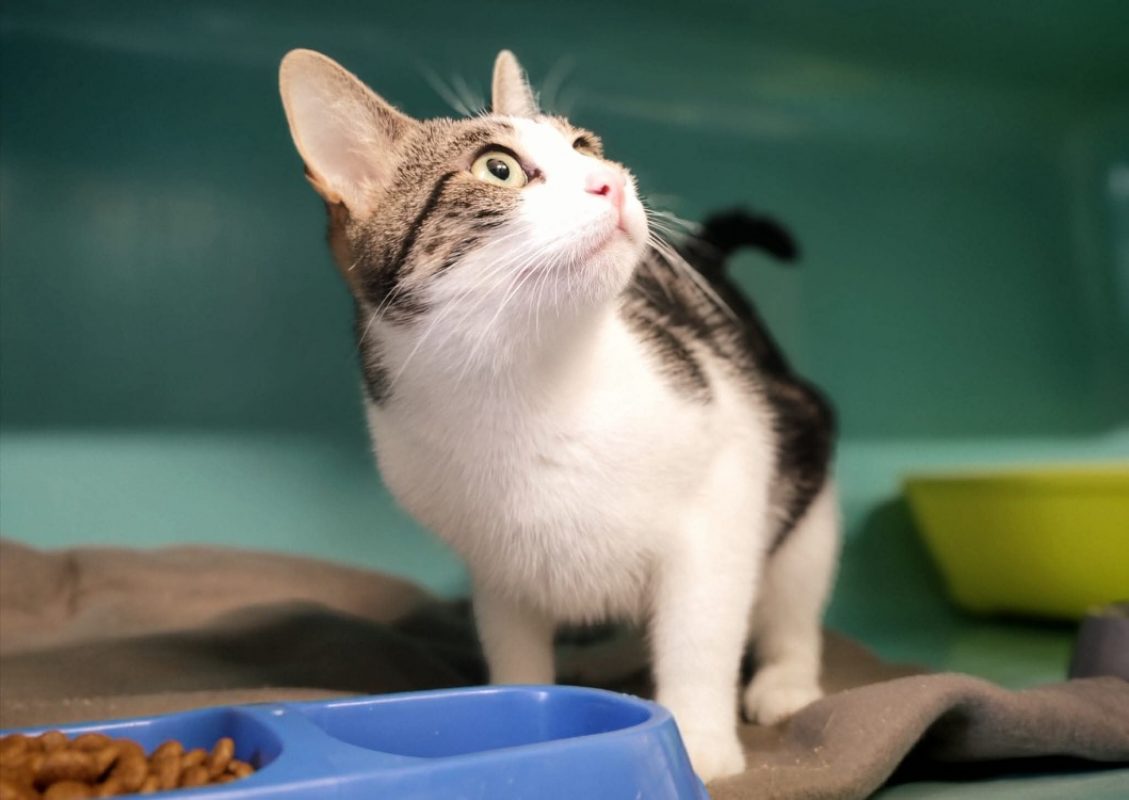 Marki - Chat Européen à adopter