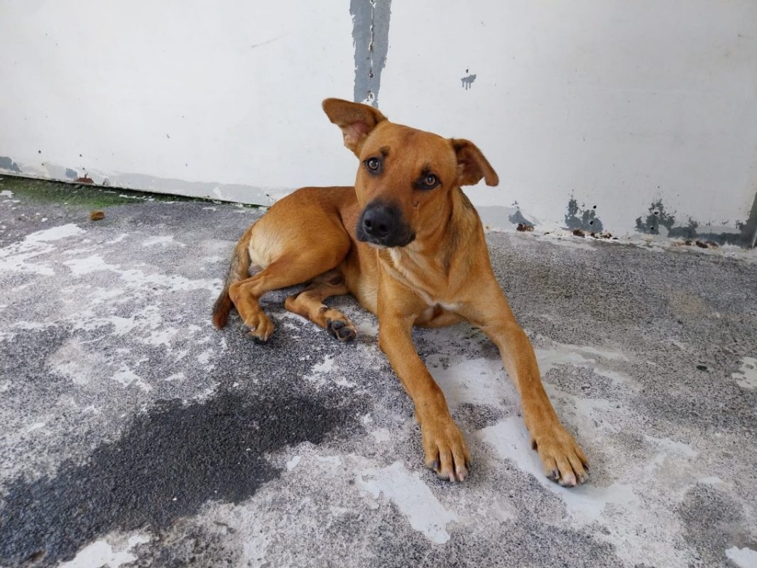 Soukoukou - Chien à adopter