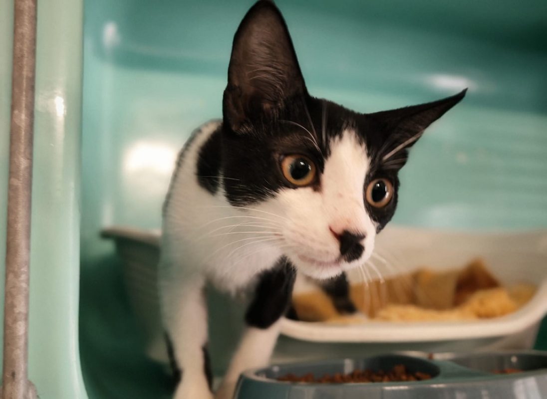 Mira - Chat Européen à adopter