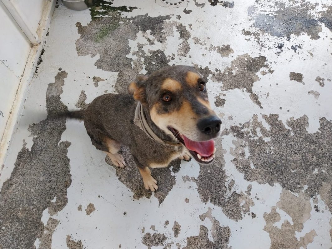 Youpa - Chien à adopter