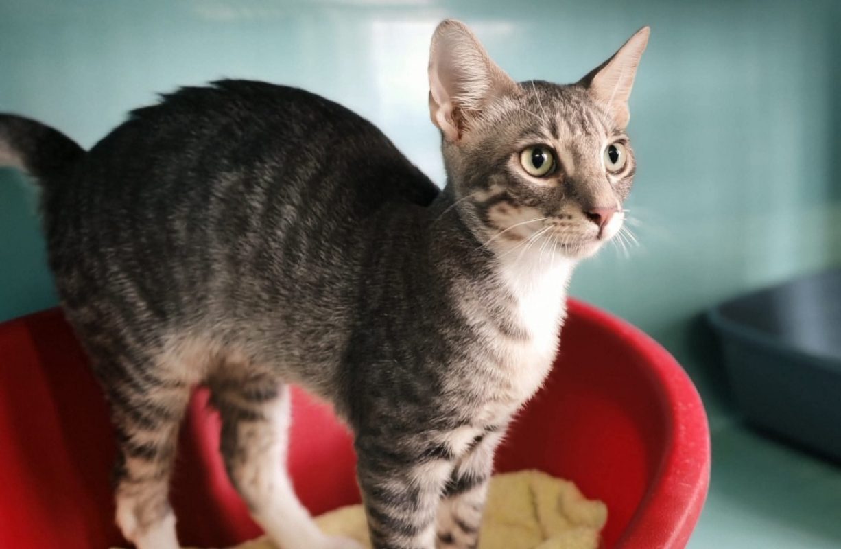 Pakitos - Chat Européen à adopter