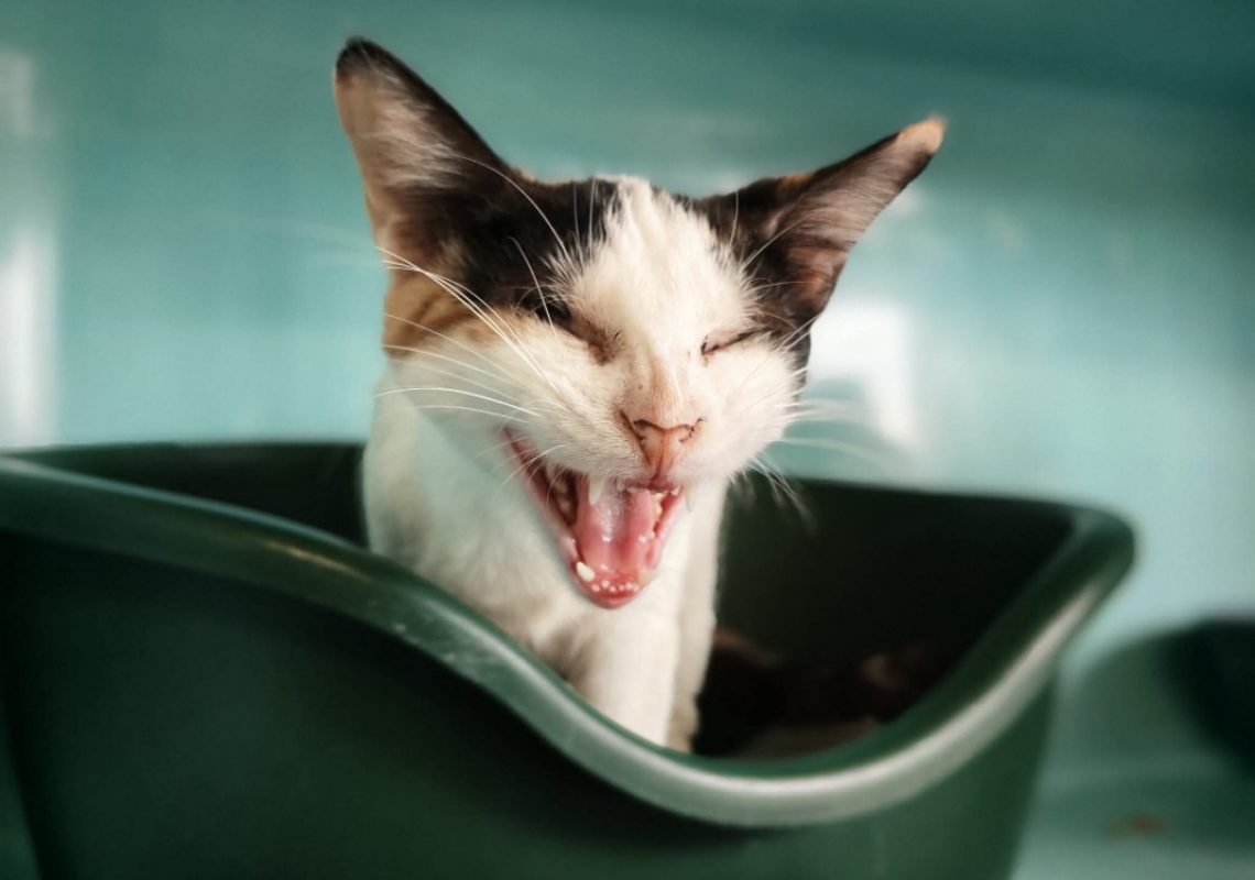 Palmina - Chat Européen à adopter