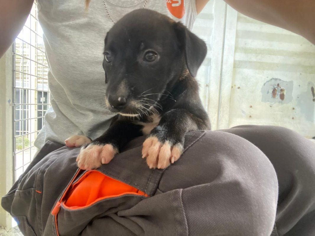 Paris - Chien à adopter