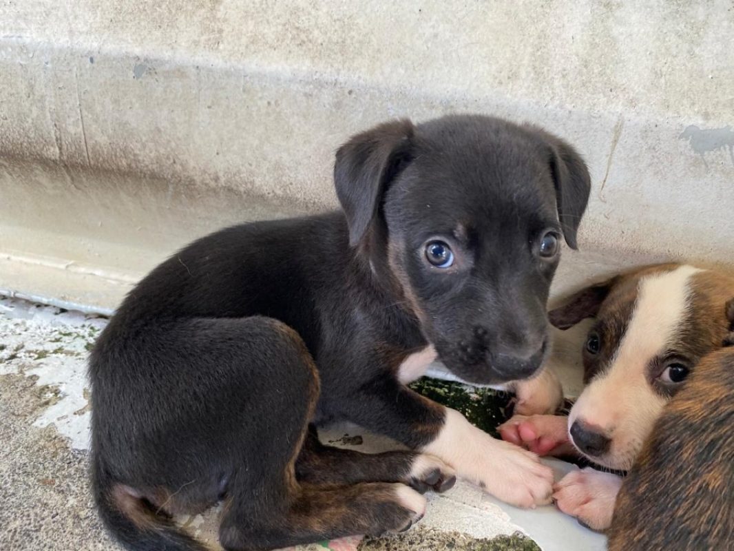 Phuket - Chien à adopter
