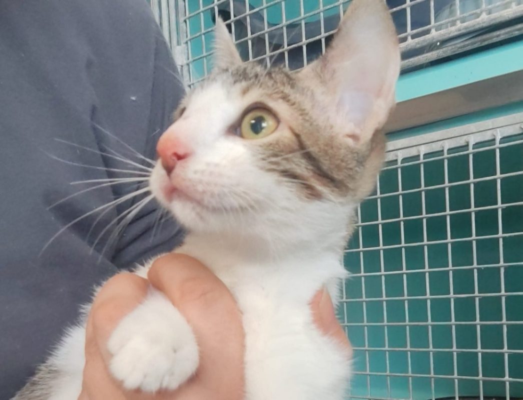 Rya - Chat Européen à adopter