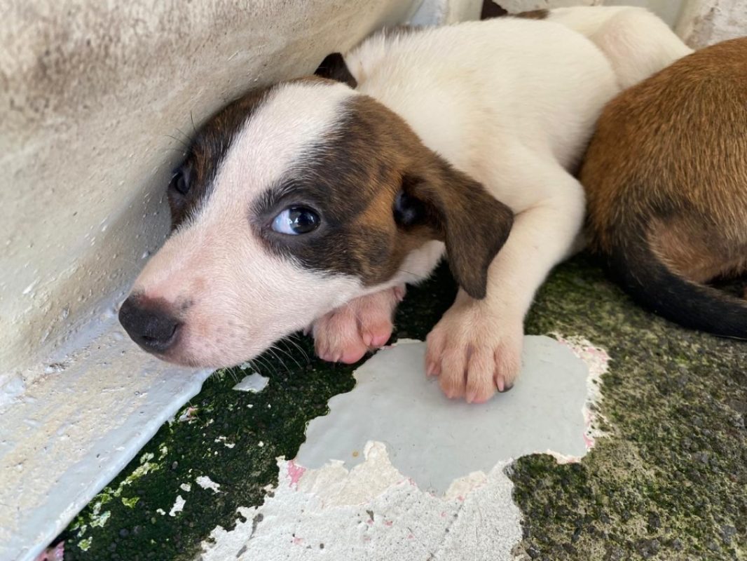 Pataya - Chien à adopter