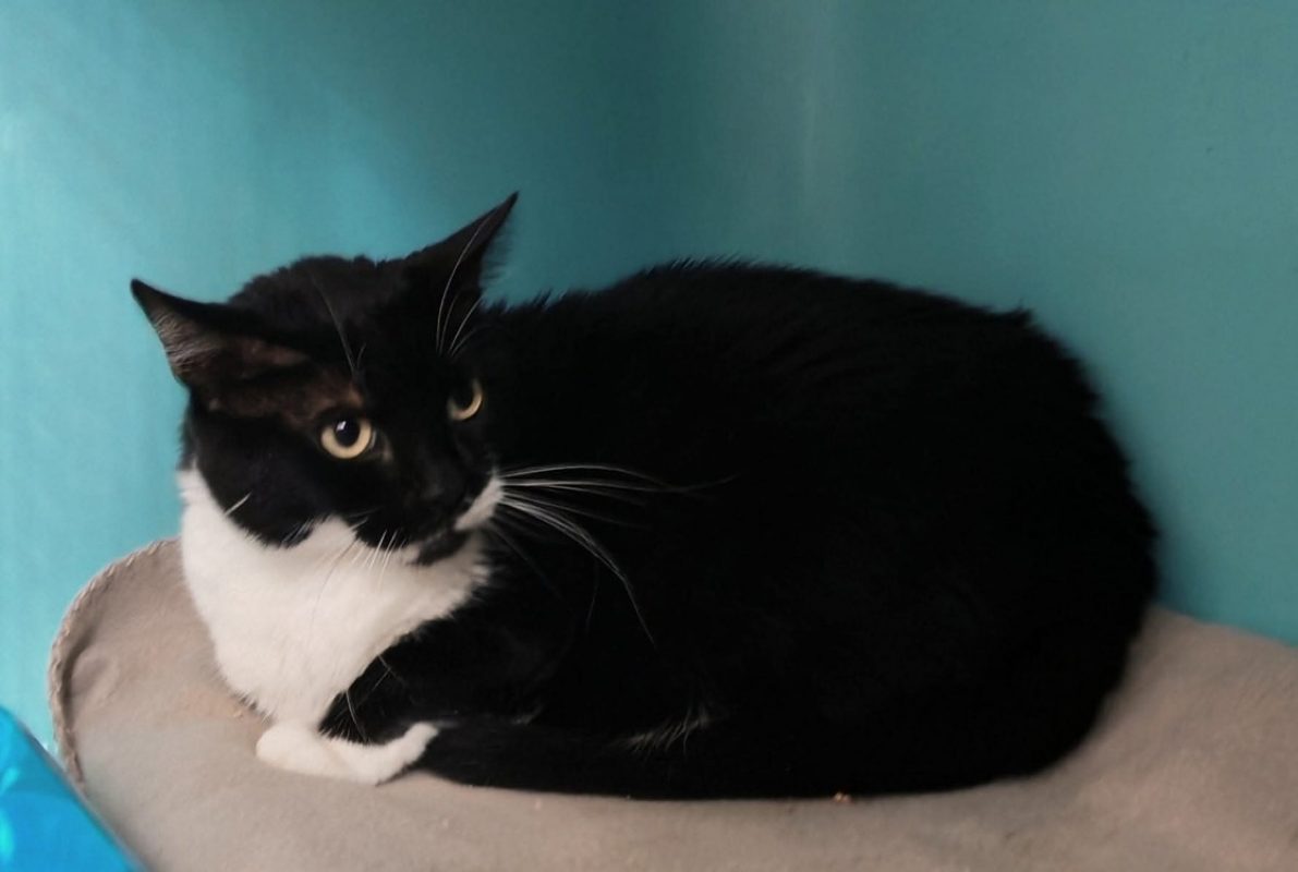 Soso - Chat Européen à adopter