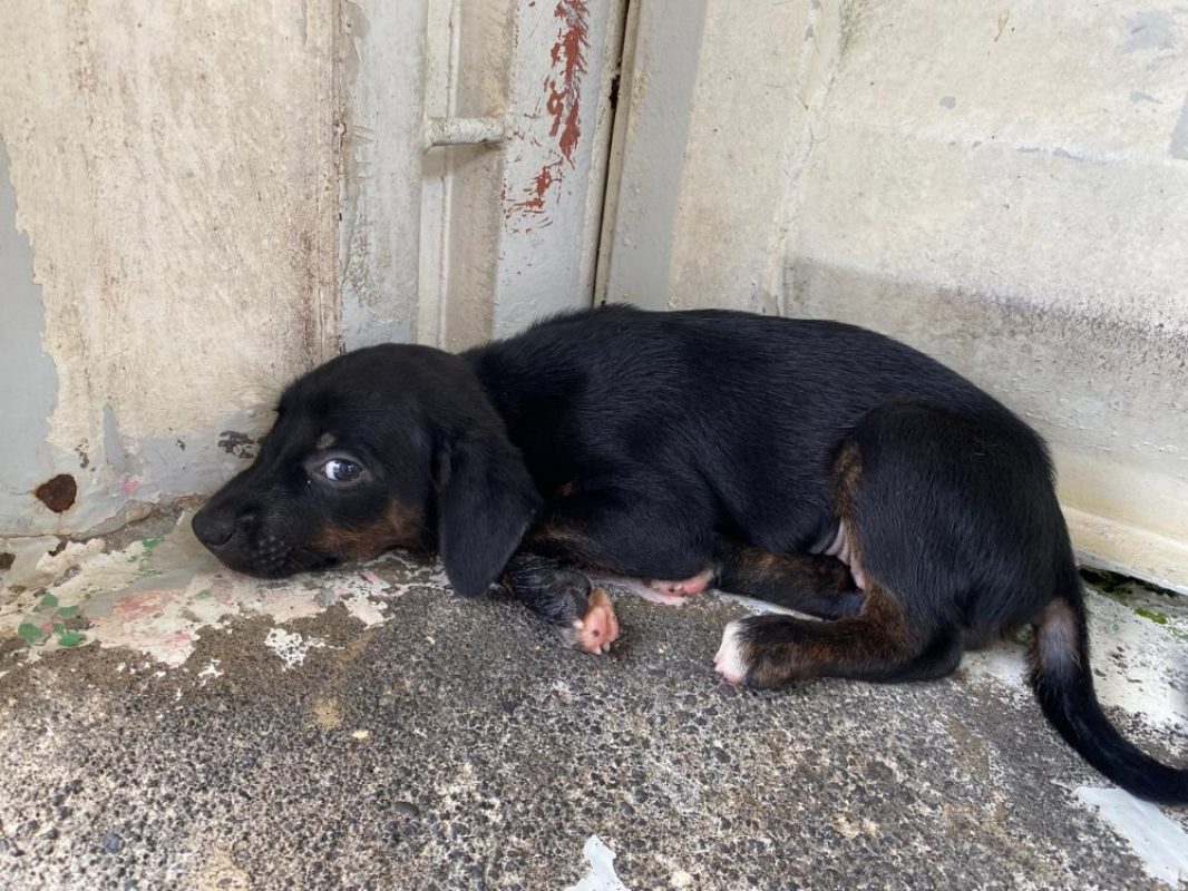 Punta - Chien à adopter