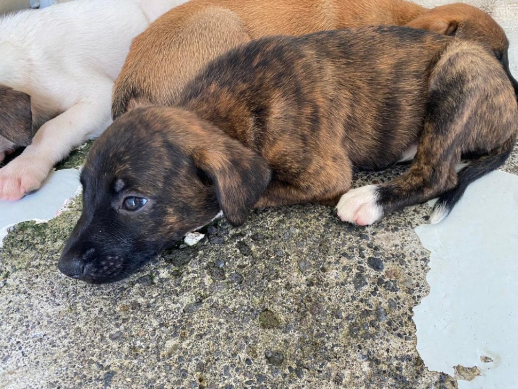 Pekin - Chien à adopter