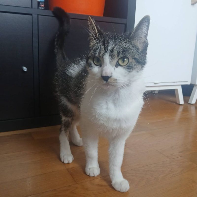 Louisa - Chat Européen à adopter - photo 6
