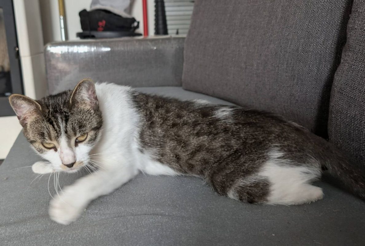 Louisa - Chat Européen à adopter - photo 2