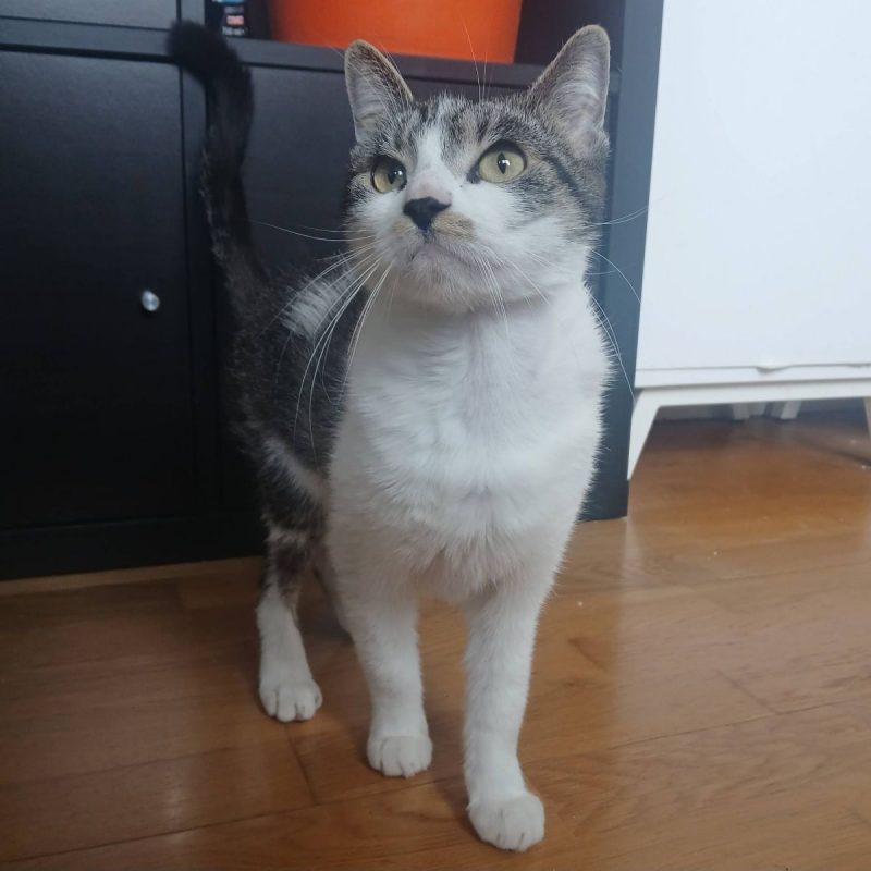 Louisa - Chat Européen à adopter - photo 3