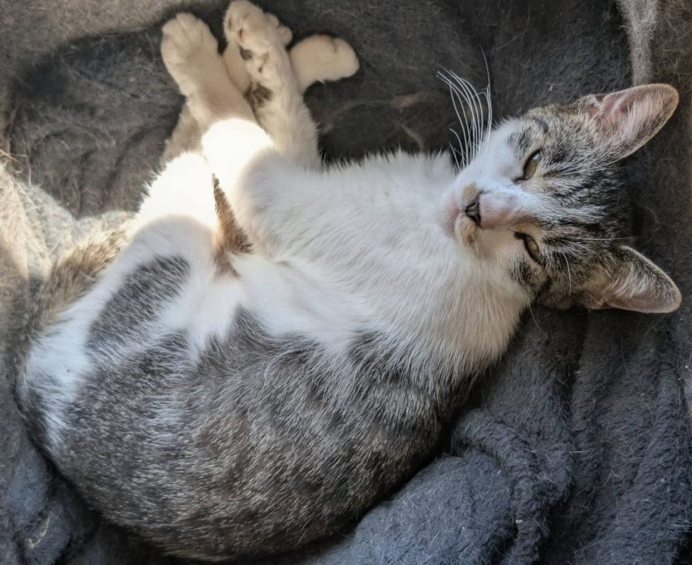 Louisa - Chat Européen à adopter - photo 4