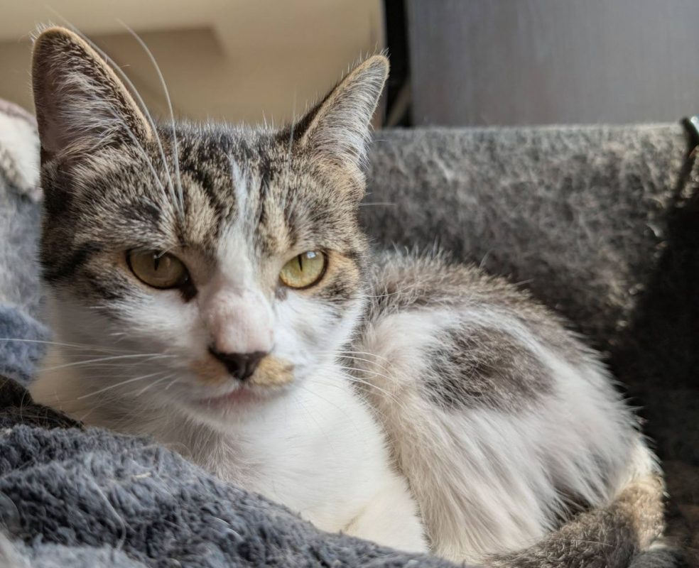 Louisa - Chat Européen à adopter - photo 5