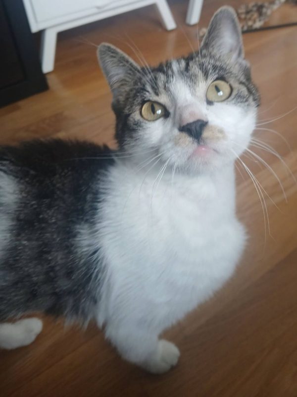 Louisa - Chat Européen à adopter - photo 8